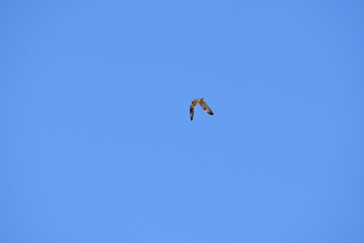 Short-eared Owl - ML627937212