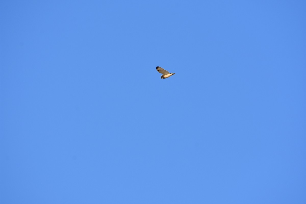 Short-eared Owl - ML627937214