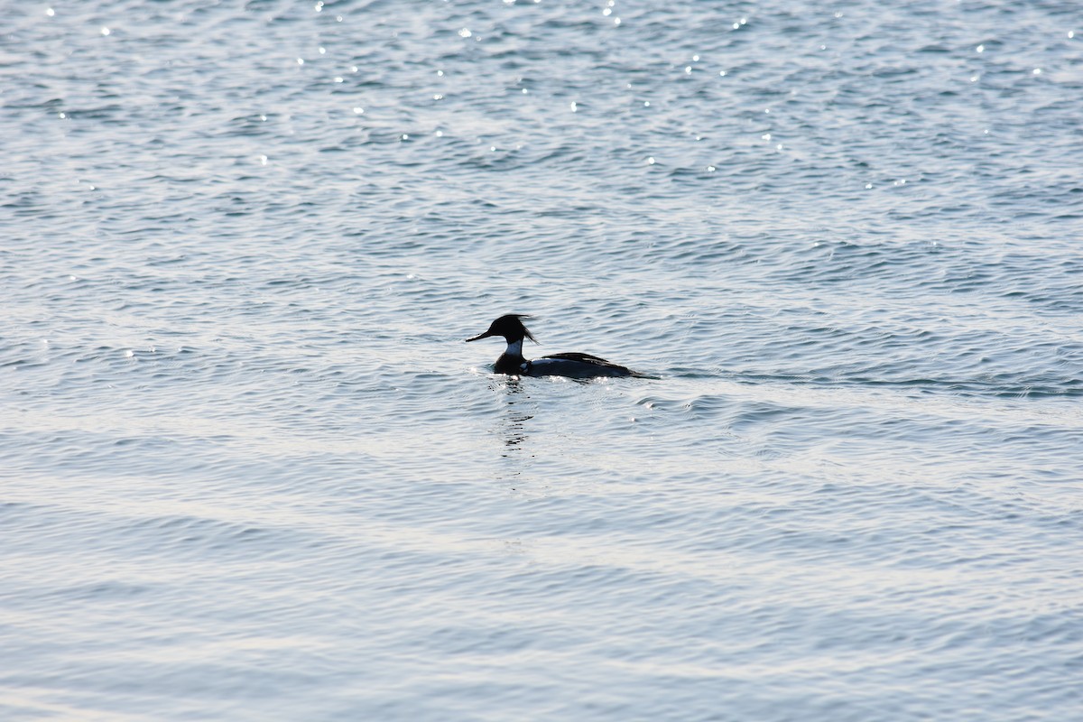 Red-breasted Merganser - ML627937283