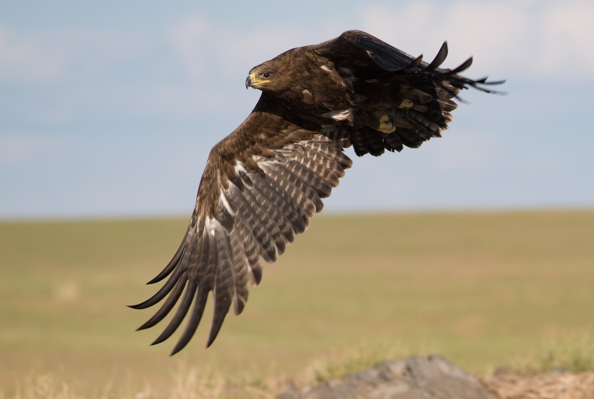 Steppe Eagle - ML627937409