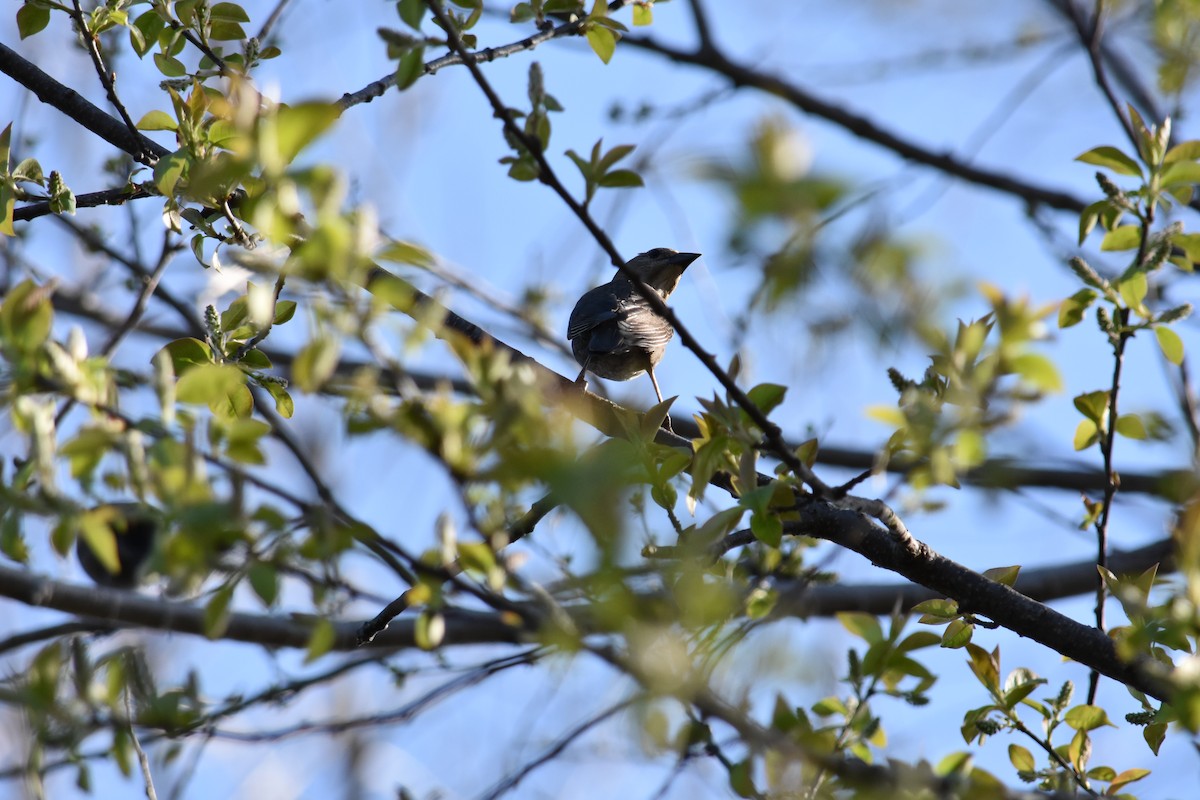 Brown-headed Cowbird - ML627937414