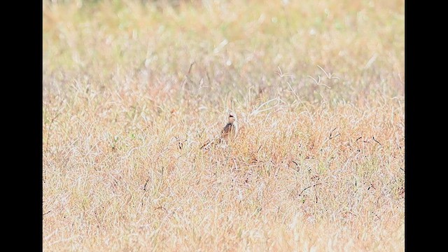 Sprague's Pipit - ML627937425
