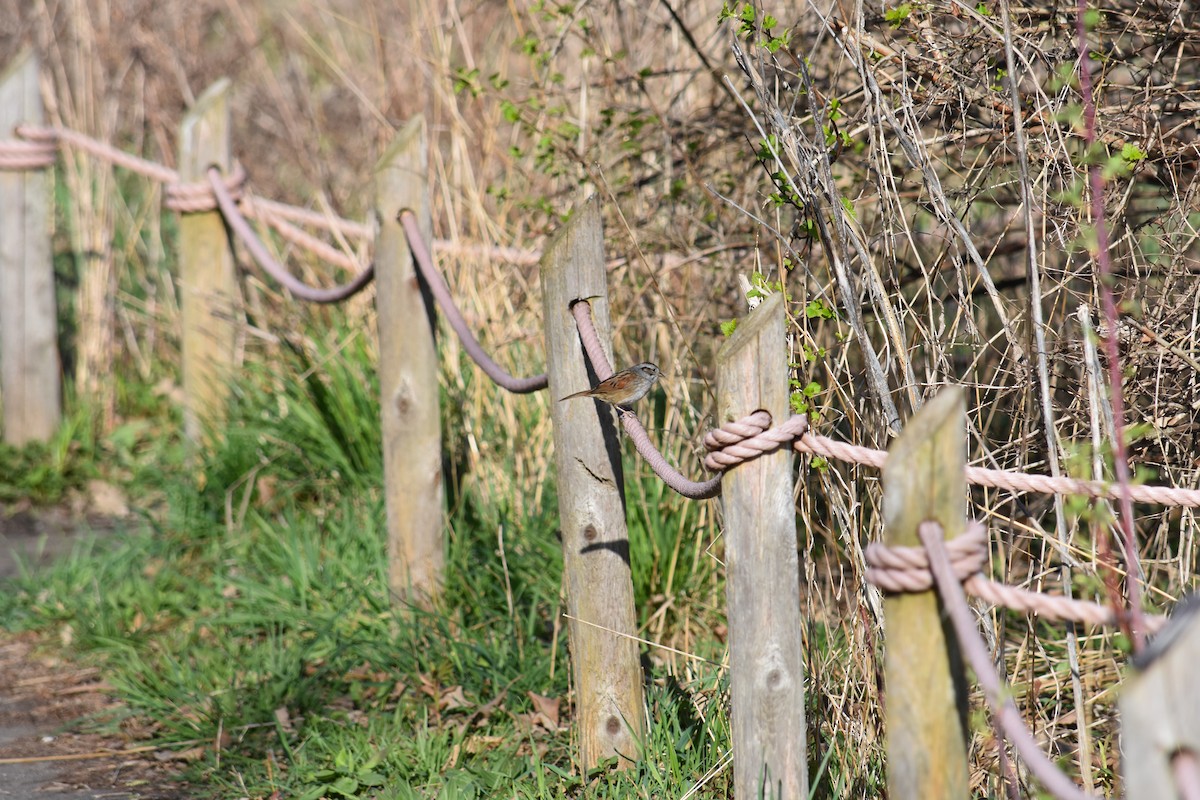 Swamp Sparrow - ML627937449