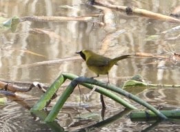 Belding's Yellowthroat - ML627937455