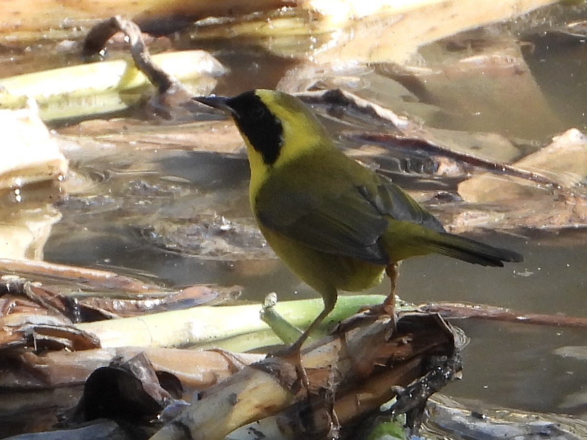 Belding's Yellowthroat - ML627937456