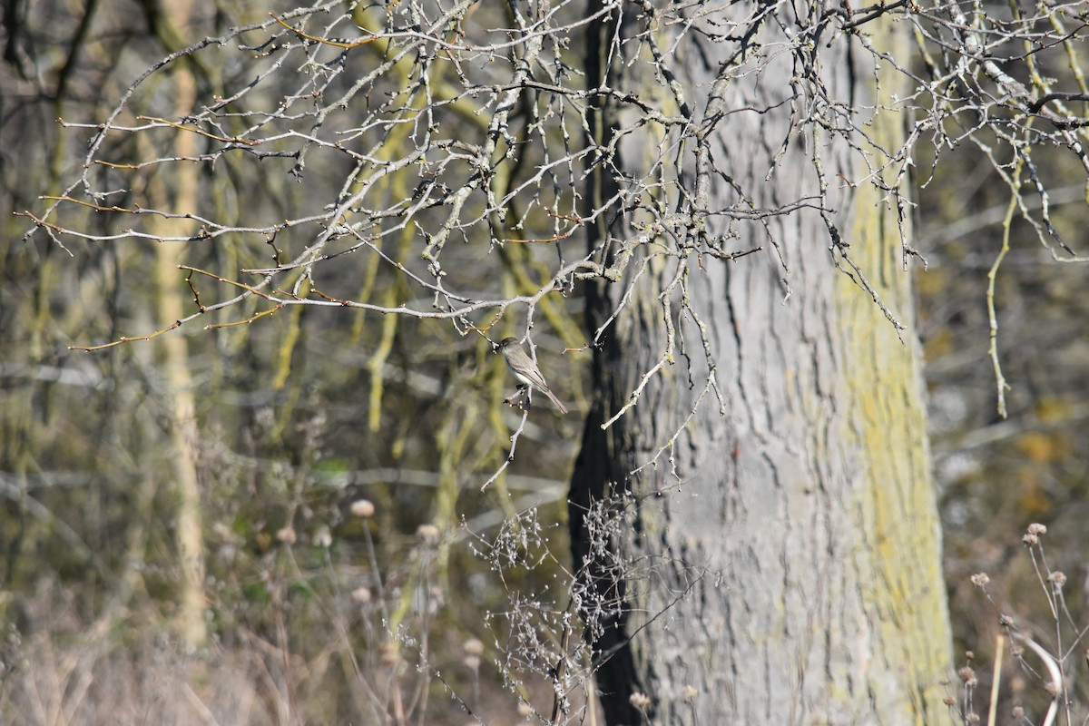 Eastern Phoebe - ML627937465