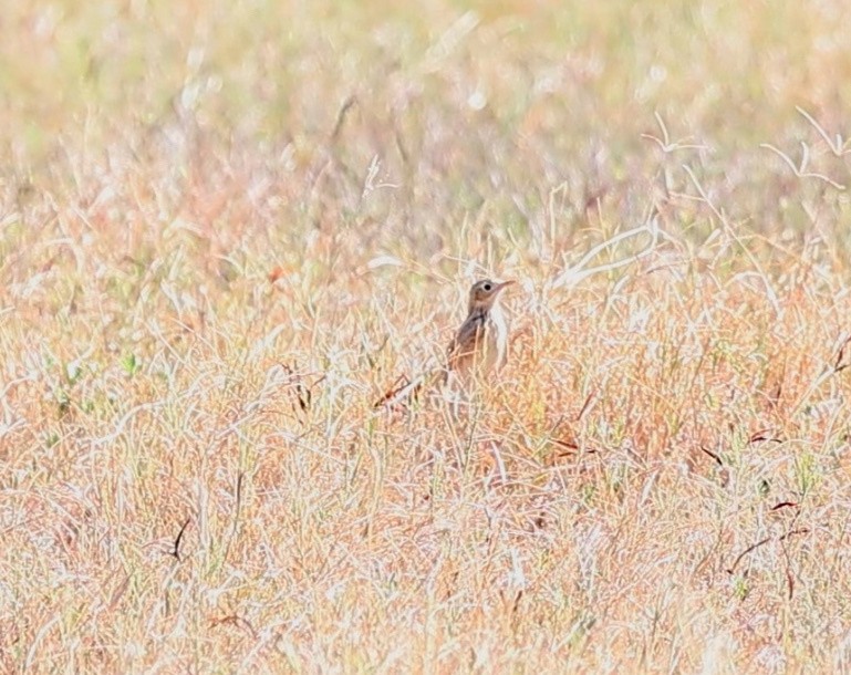 Sprague's Pipit - ML627937482