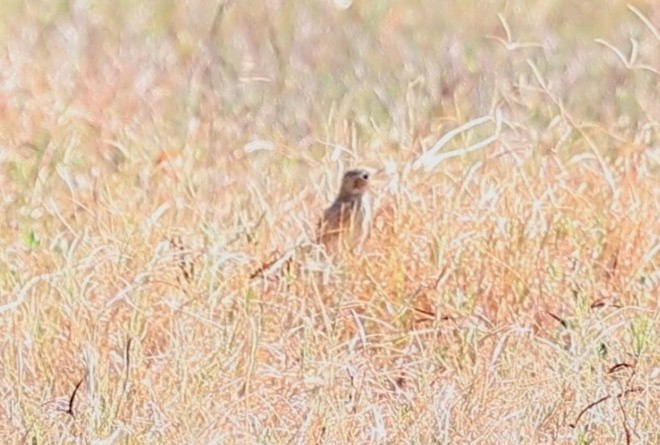 Sprague's Pipit - ML627937484