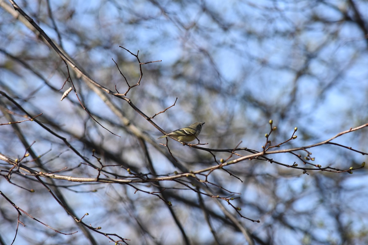 Ruby-crowned Kinglet - ML627937497