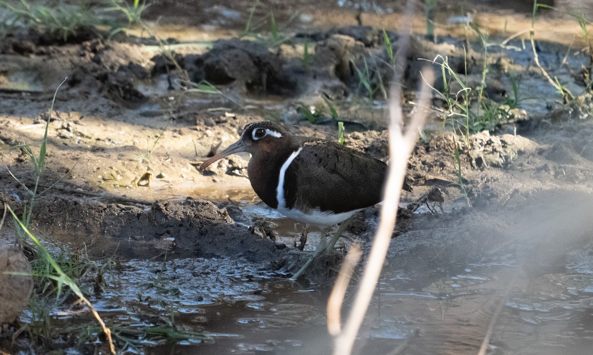 Greater Painted-Snipe - ML627937512