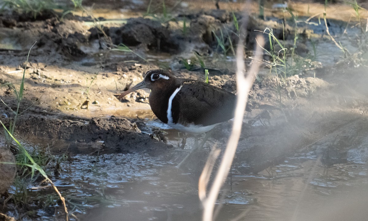 Greater Painted-Snipe - ML627937513