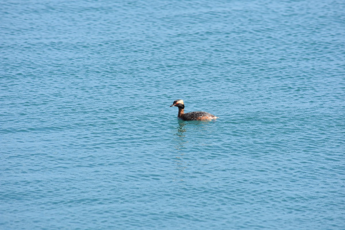 Horned Grebe - ML627937515