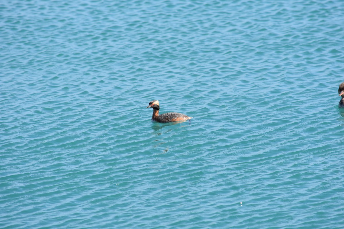 Horned Grebe - ML627937516