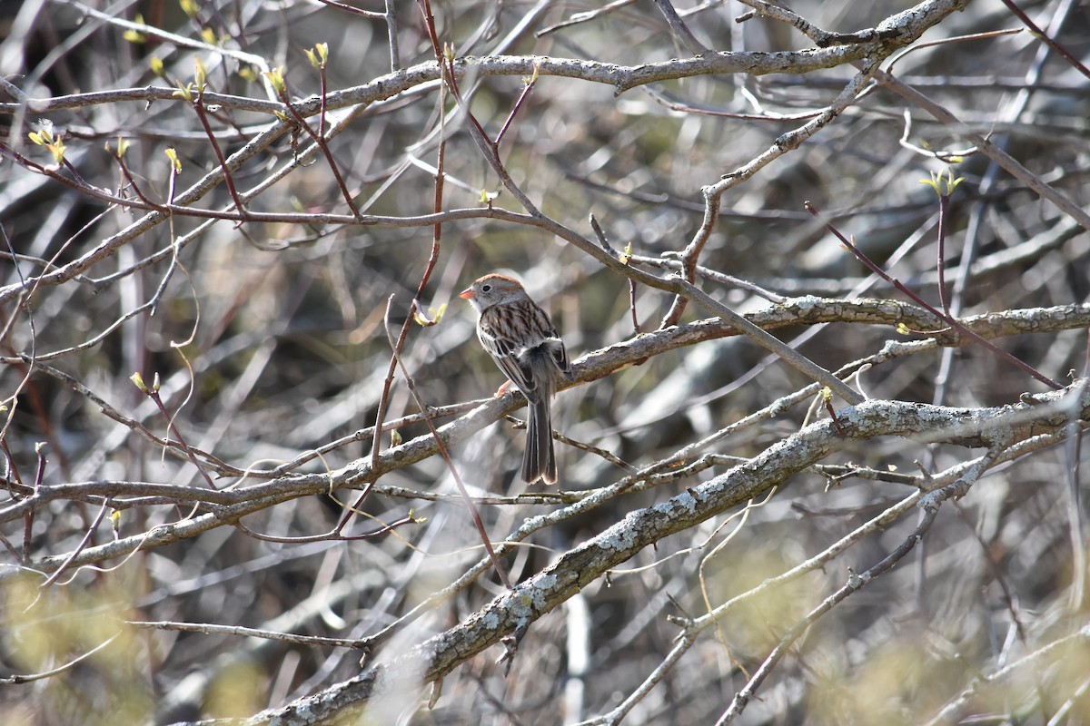 Field Sparrow - ML627937522