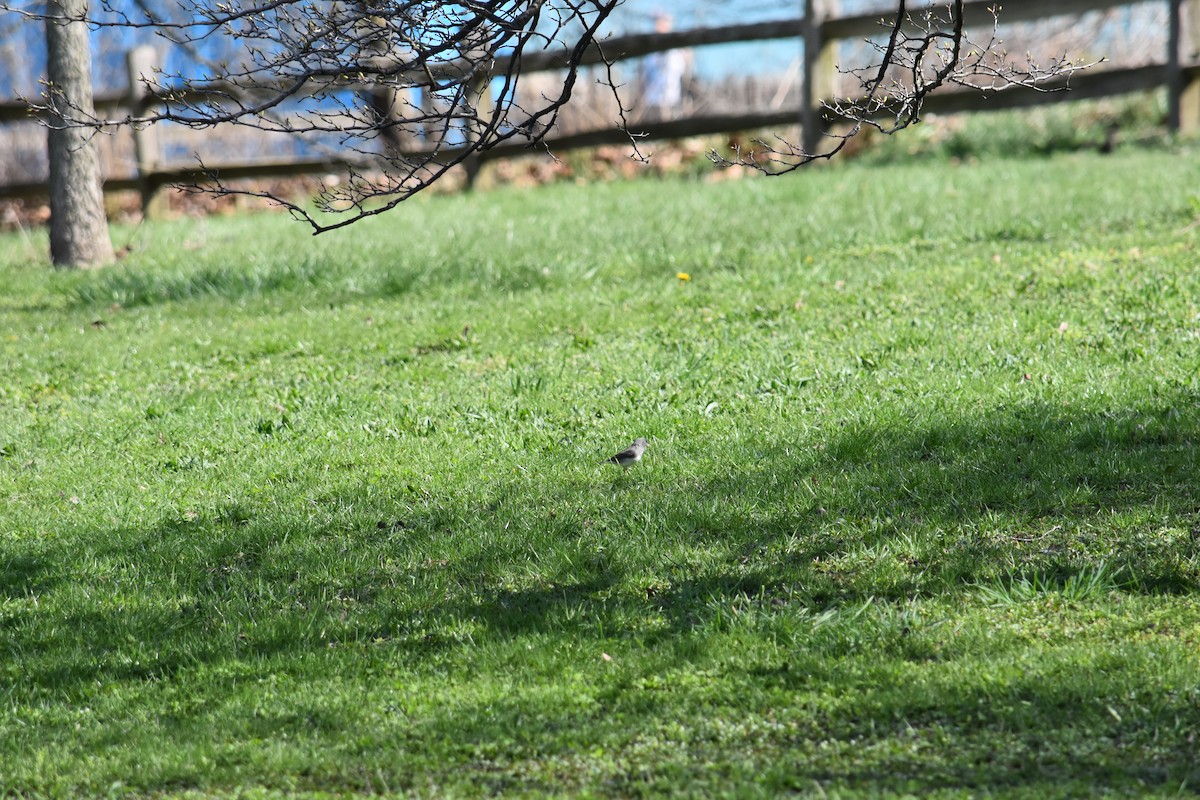 Dark-eyed Junco - ML627937586