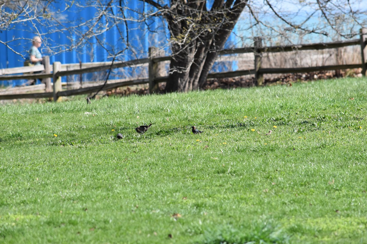 Rusty Blackbird - ML627937597