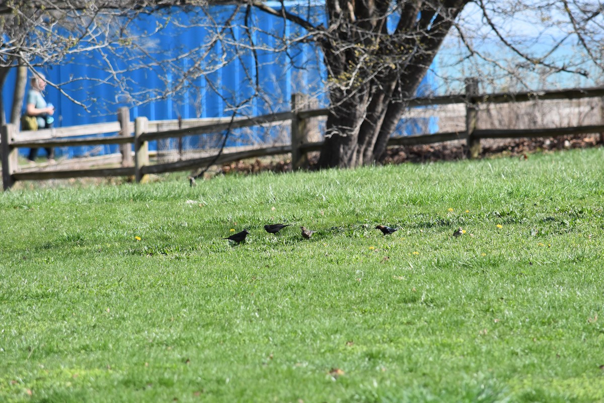 Rusty Blackbird - ML627937598