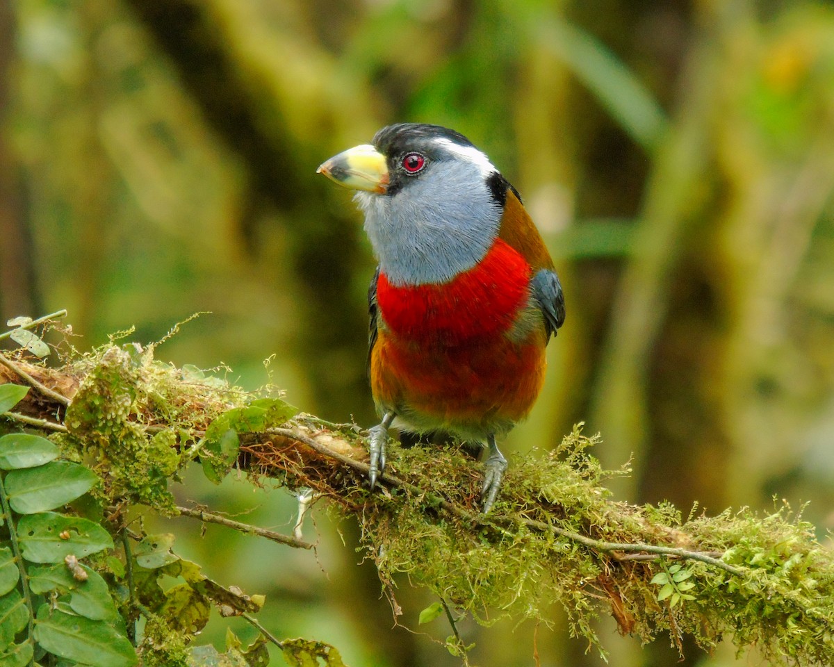 Toucan Barbet - ML627937606