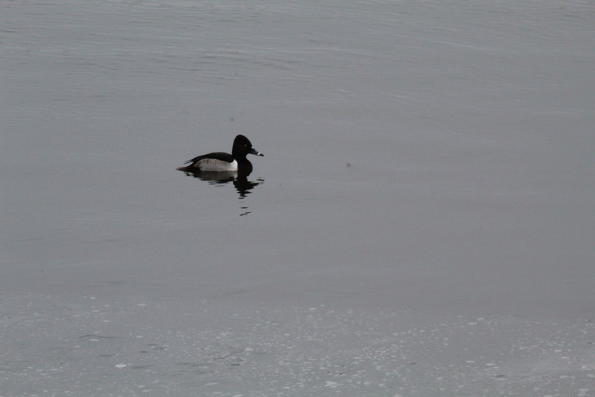 Ring-necked Duck - ML627937607