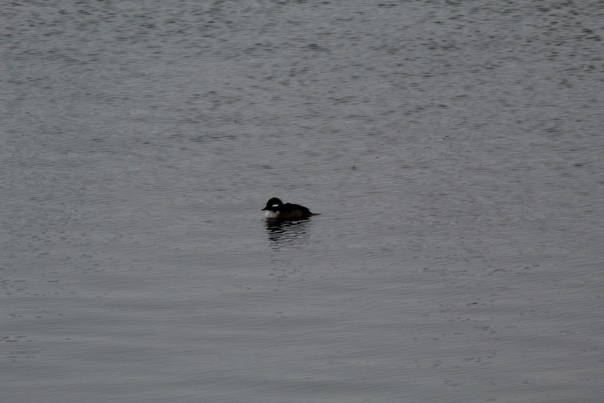 Bufflehead - ML627937643