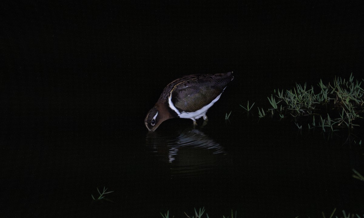 Greater Painted-Snipe - ML627937653