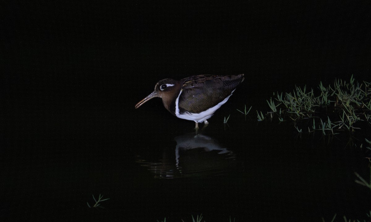 Greater Painted-Snipe - ML627937654