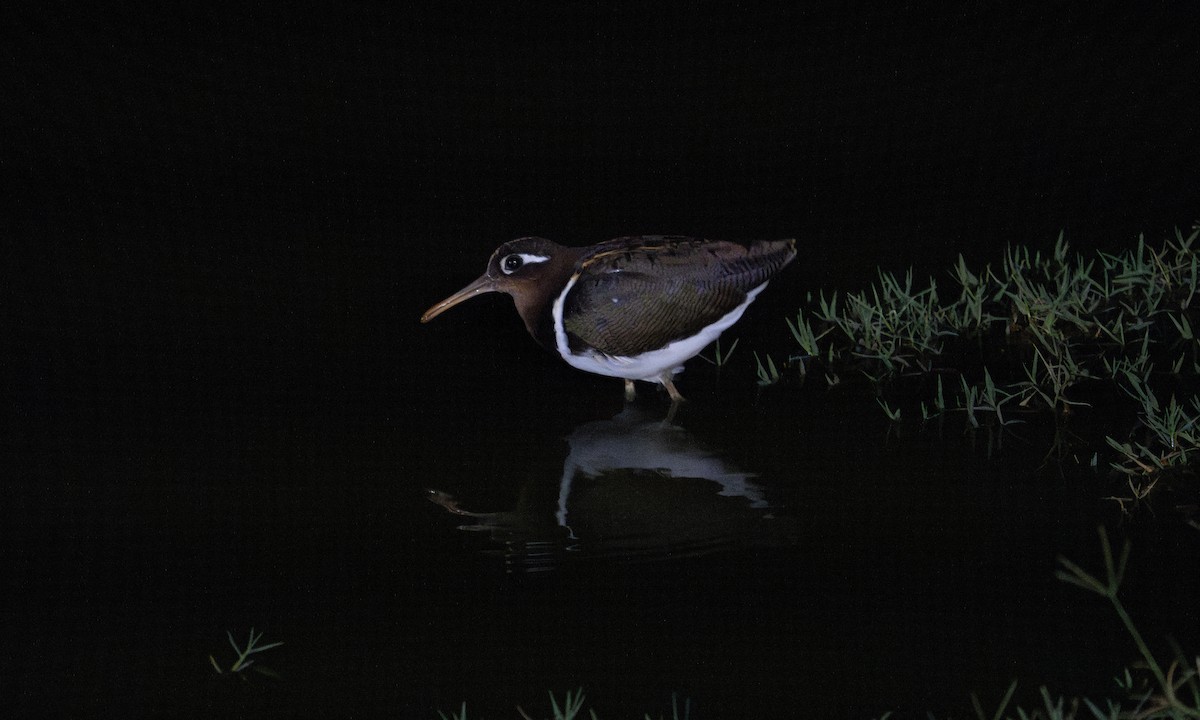 Greater Painted-Snipe - ML627937657