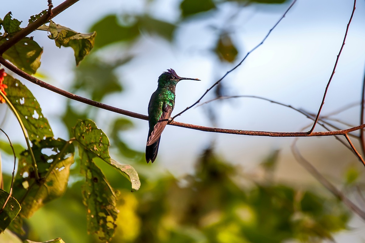 Violet-capped Woodnymph - ML62793771