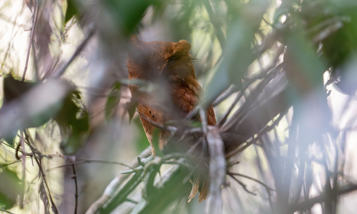 Sokoke Scops-Owl - ML627937724