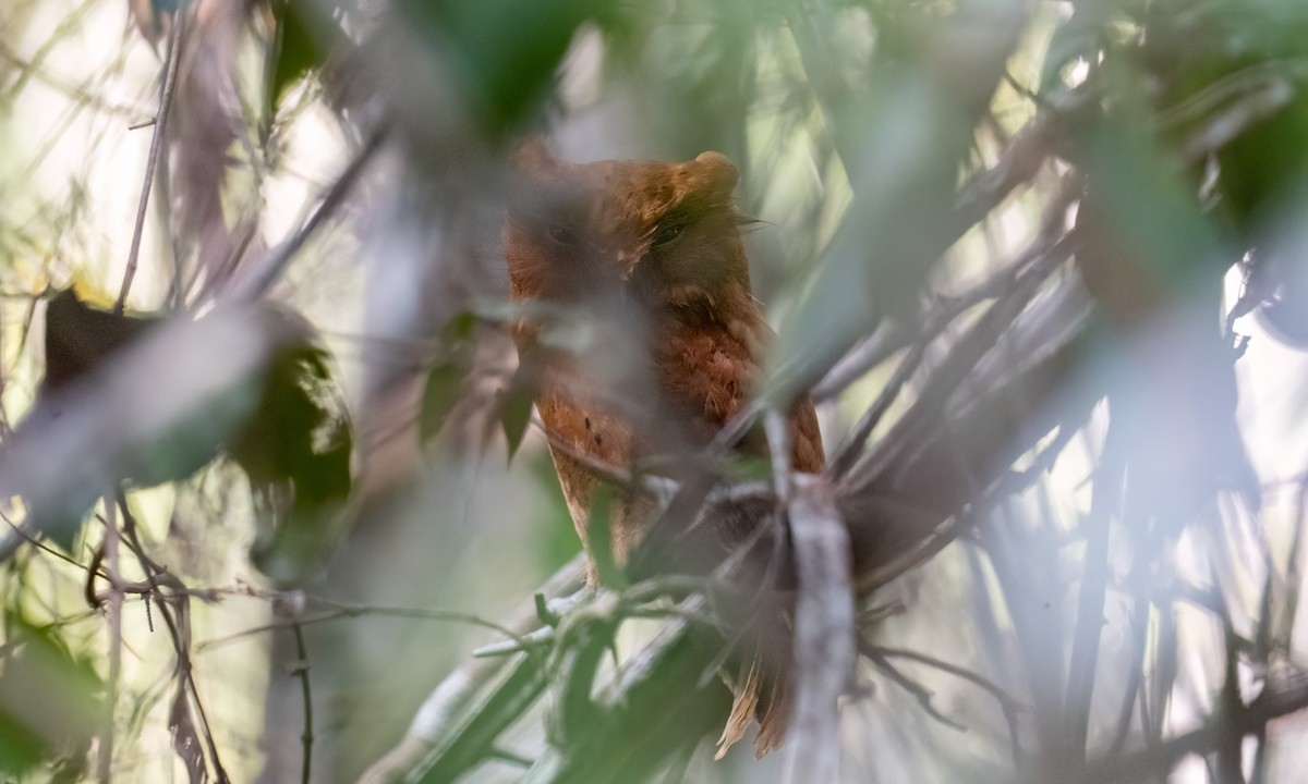 Sokoke Scops-Owl - ML627937725