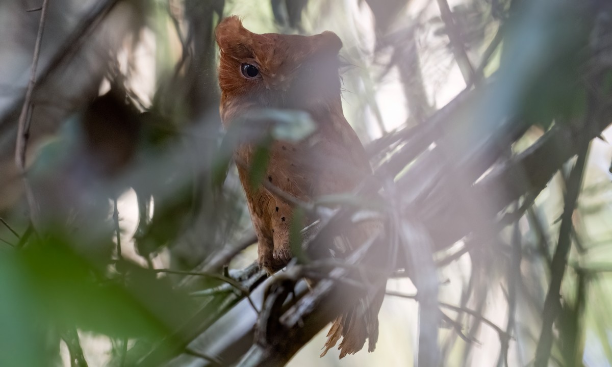 Sokoke Scops-Owl - ML627937728