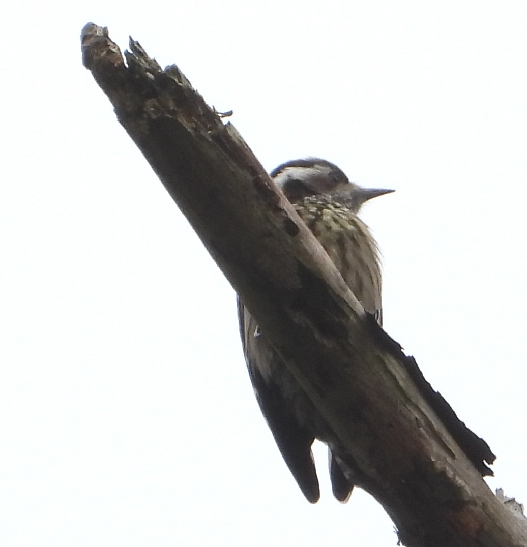 Gray-capped Pygmy Woodpecker - ML627937731