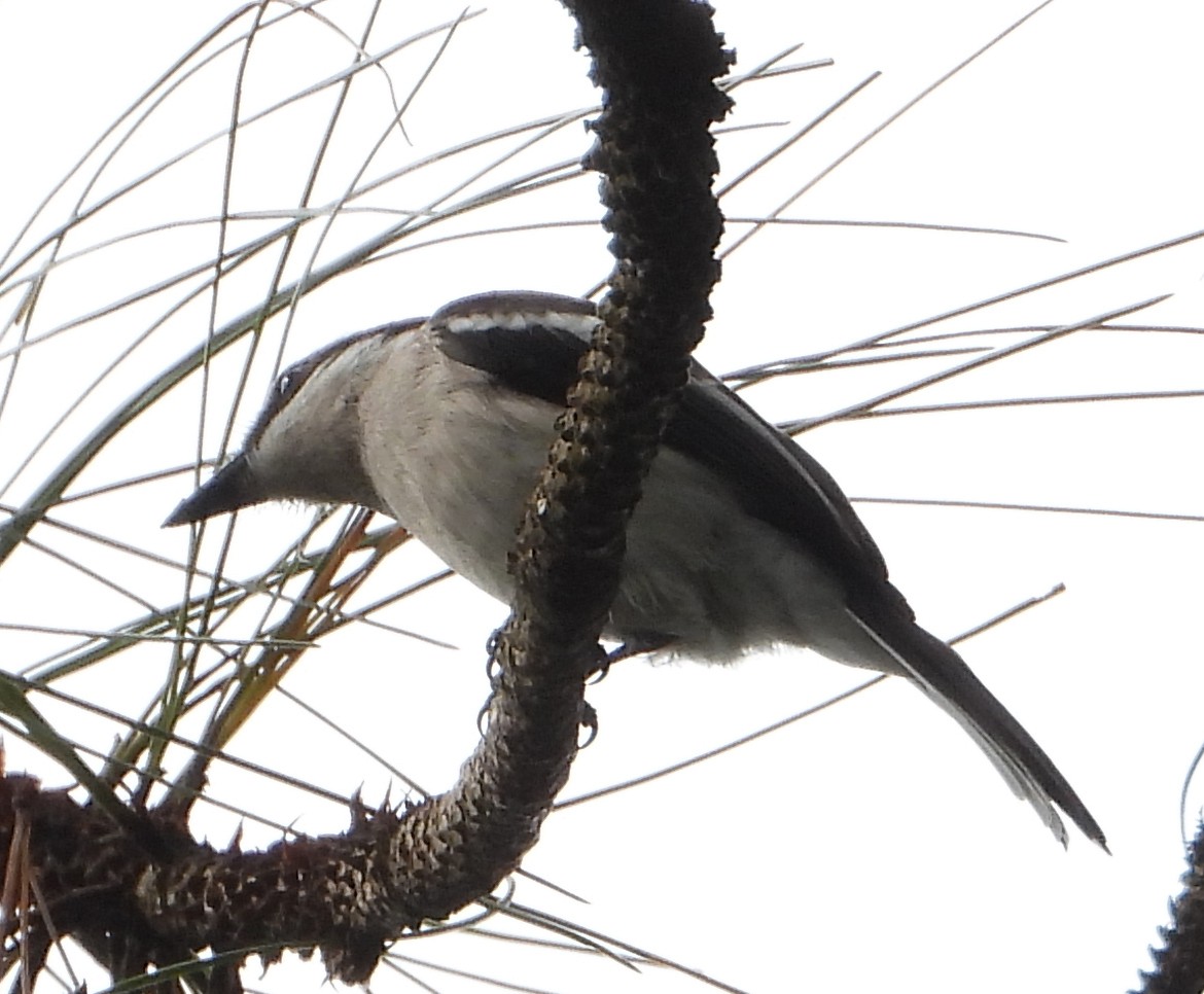 Bar-winged Flycatcher-shrike - ML627937746