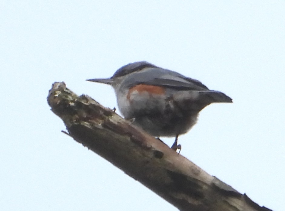 Chestnut-vented Nuthatch - ML627937767