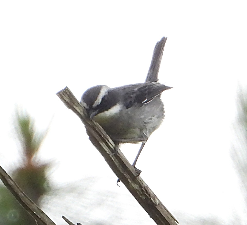 Gray Bushchat - ML627937812