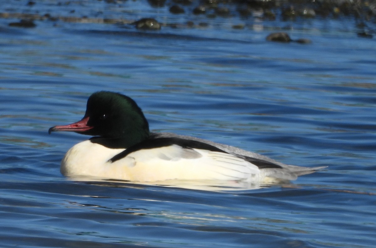 morčák velký - ML627937838