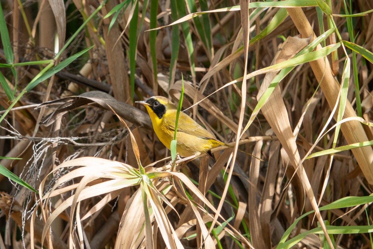 Belding's Yellowthroat - ML627937854