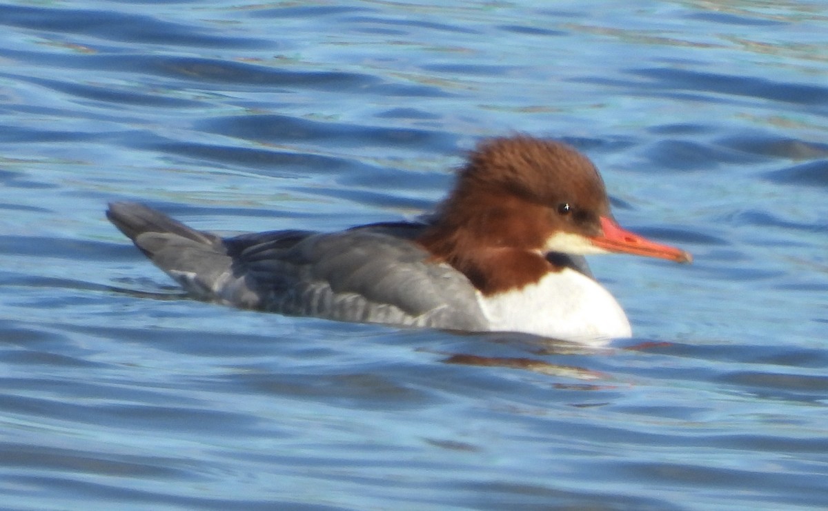 morčák velký - ML627937855