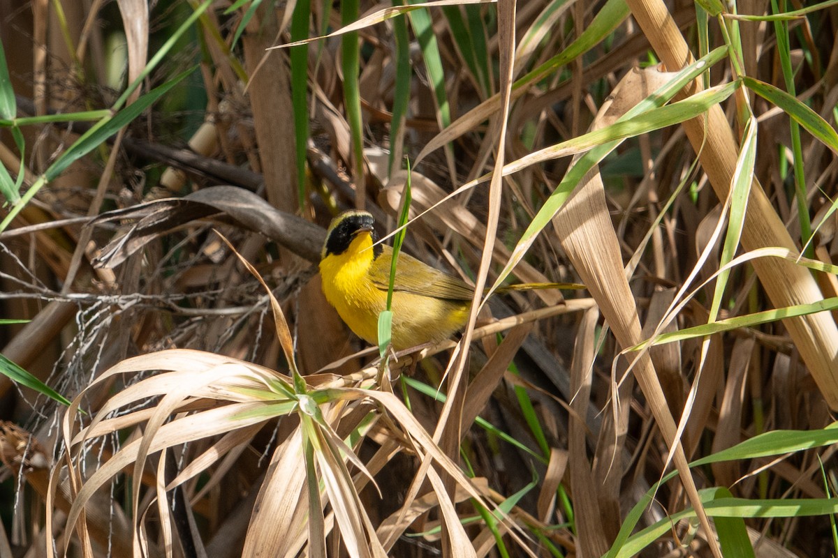 Belding's Yellowthroat - ML627937859