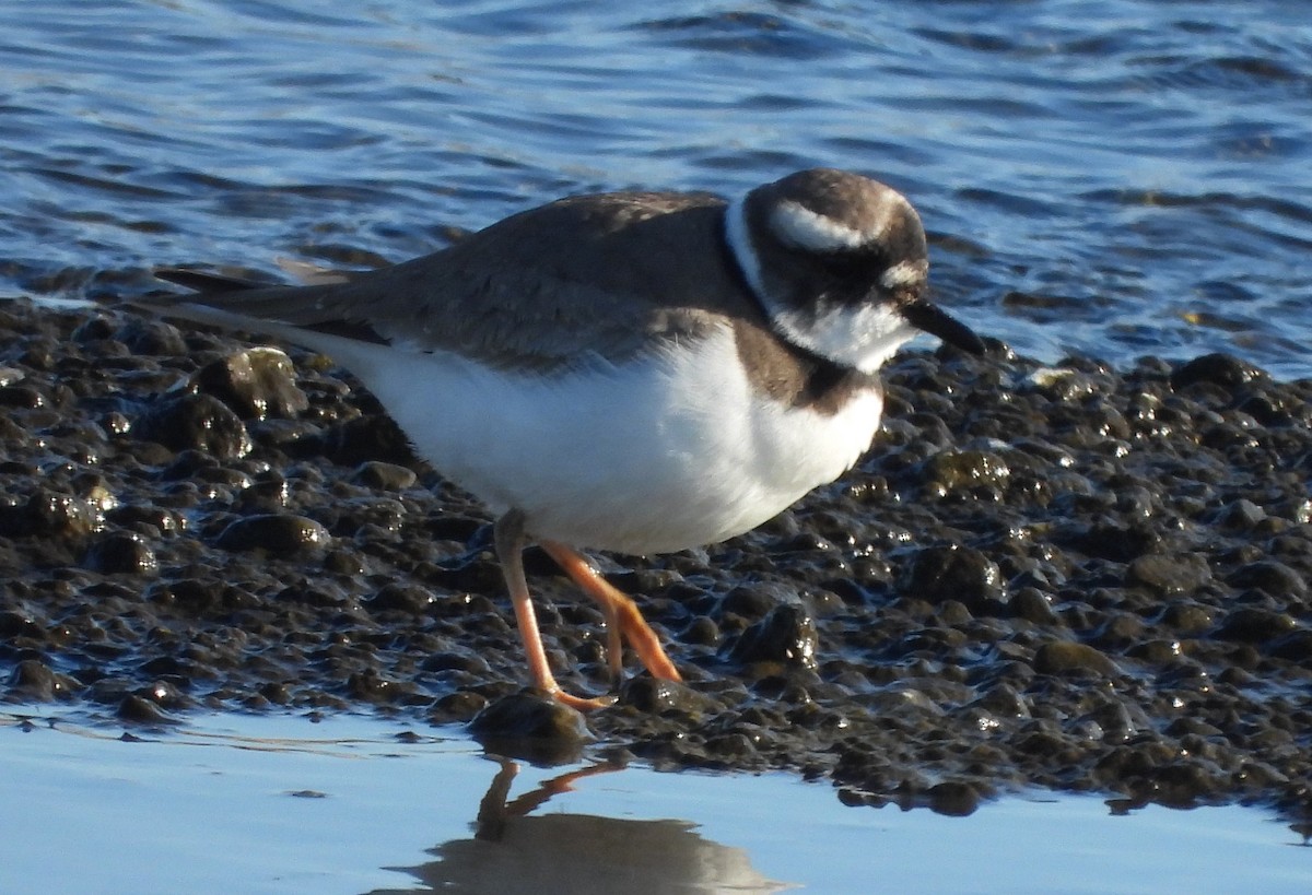 kulík písečný - ML627937862