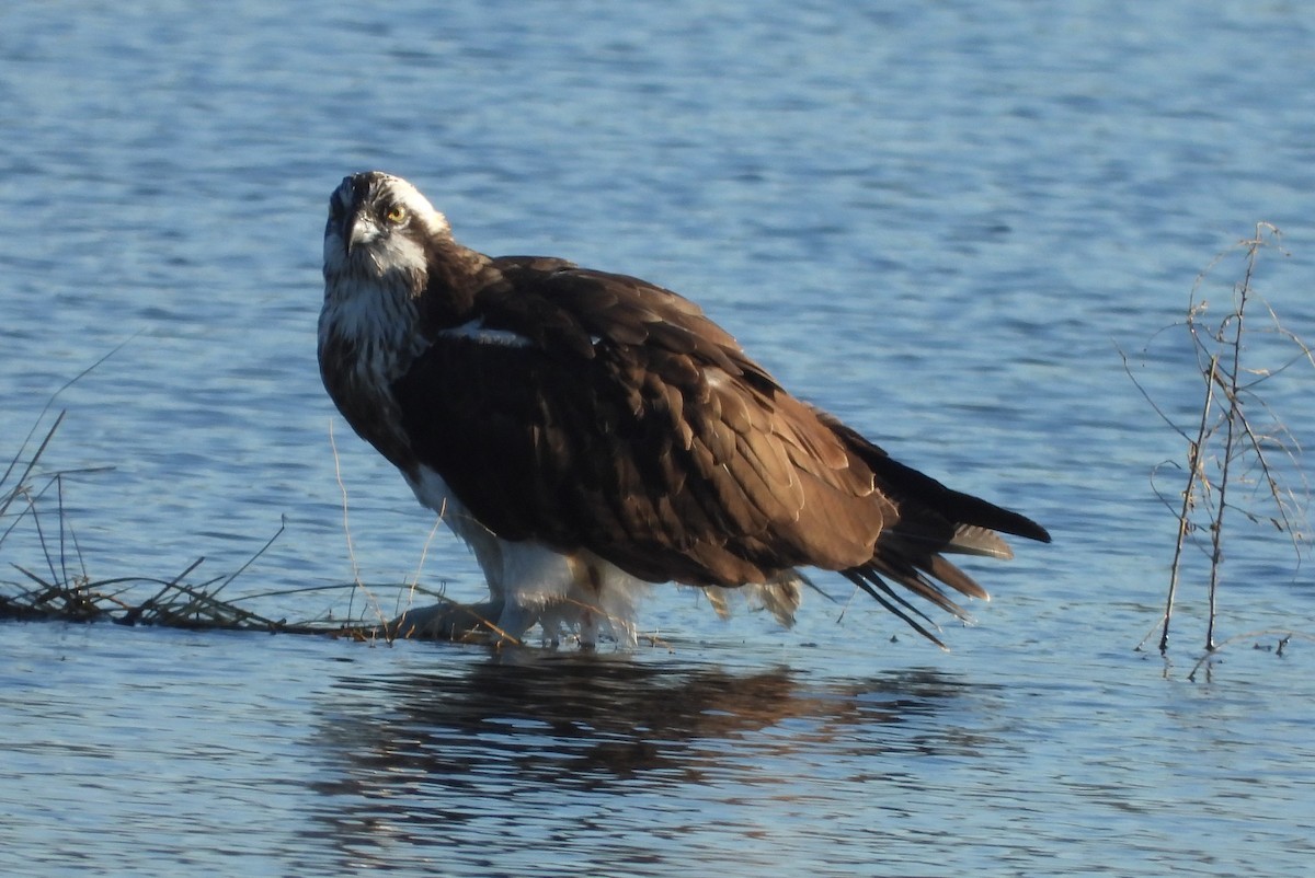 orlovec říční - ML627937867