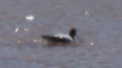 Red-necked Avocet - ML627937924