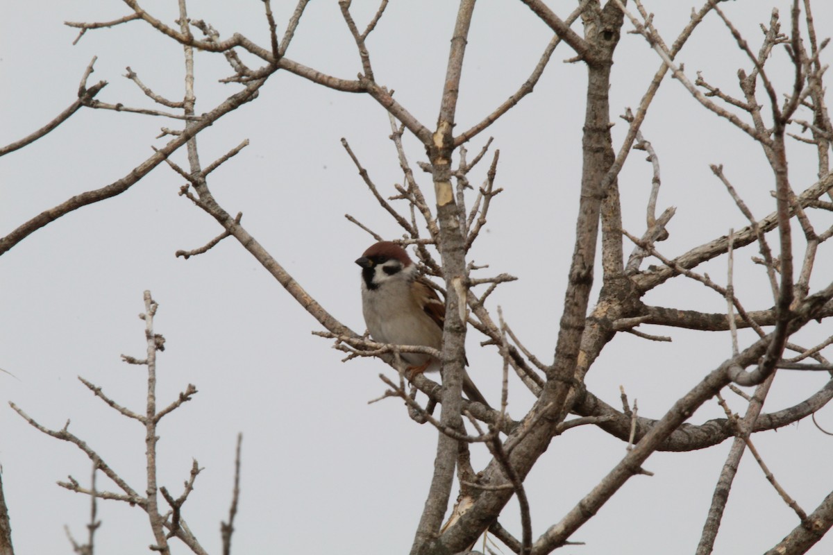 Хээрийн бор шувуу - ML627937950