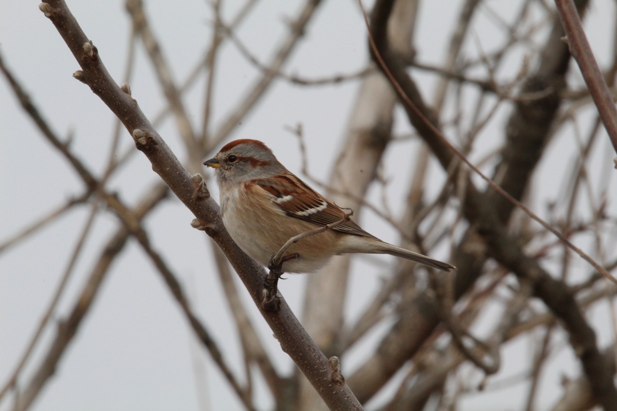American Tree Sparrow - ML627937984