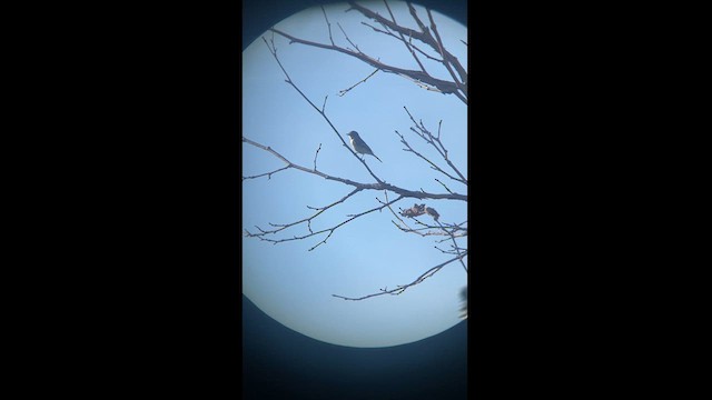 Gray Flycatcher - ML627937995