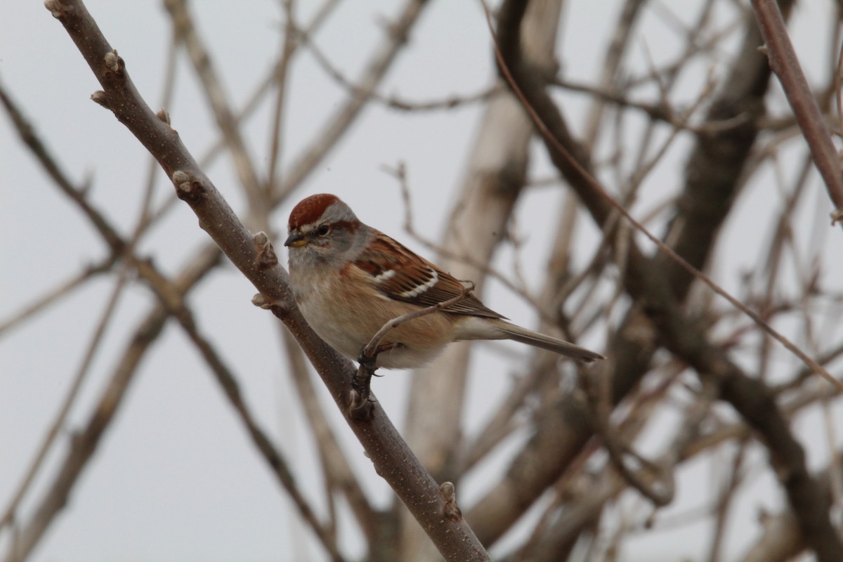 American Tree Sparrow - ML627938007