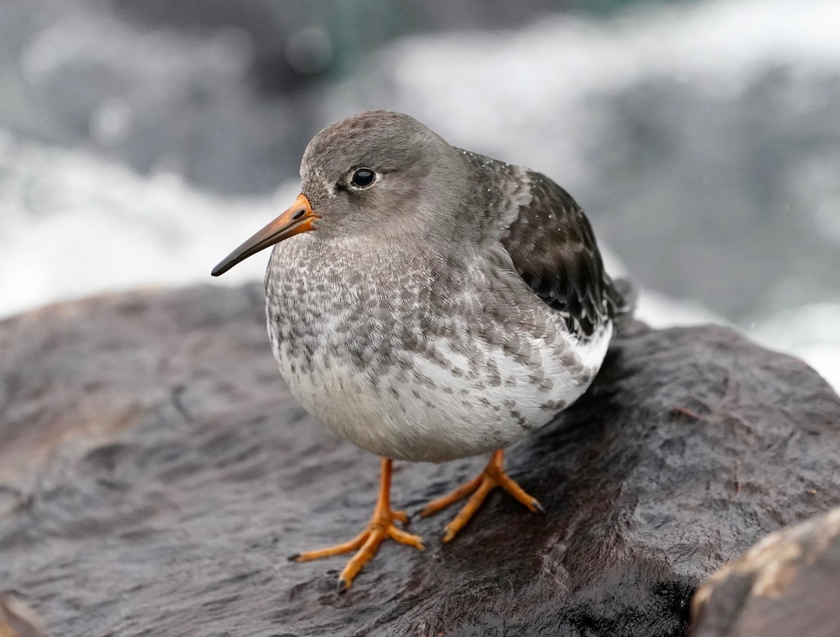 Purple Sandpiper - ML627938046
