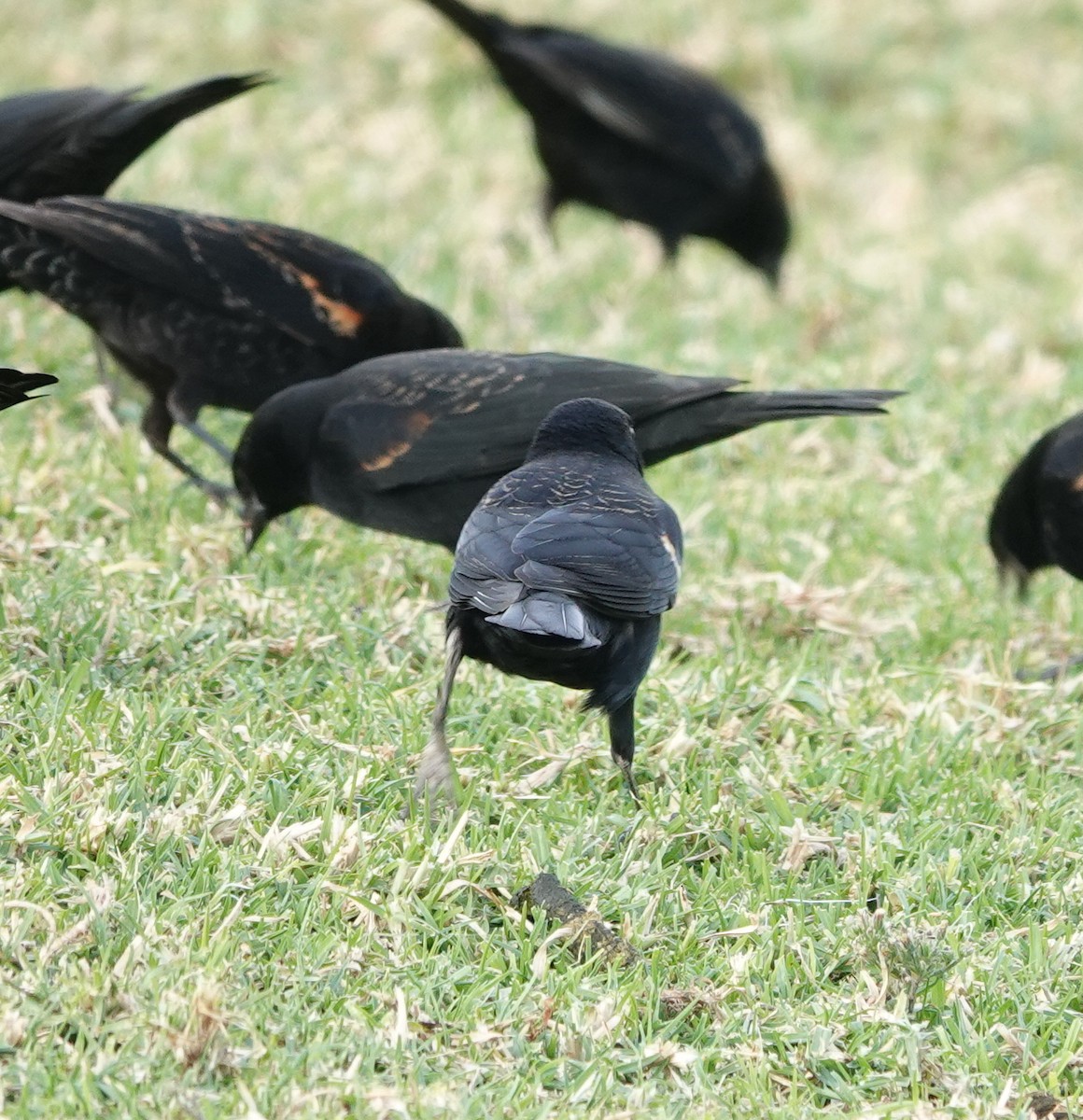 Tricolored Blackbird - ML627938048