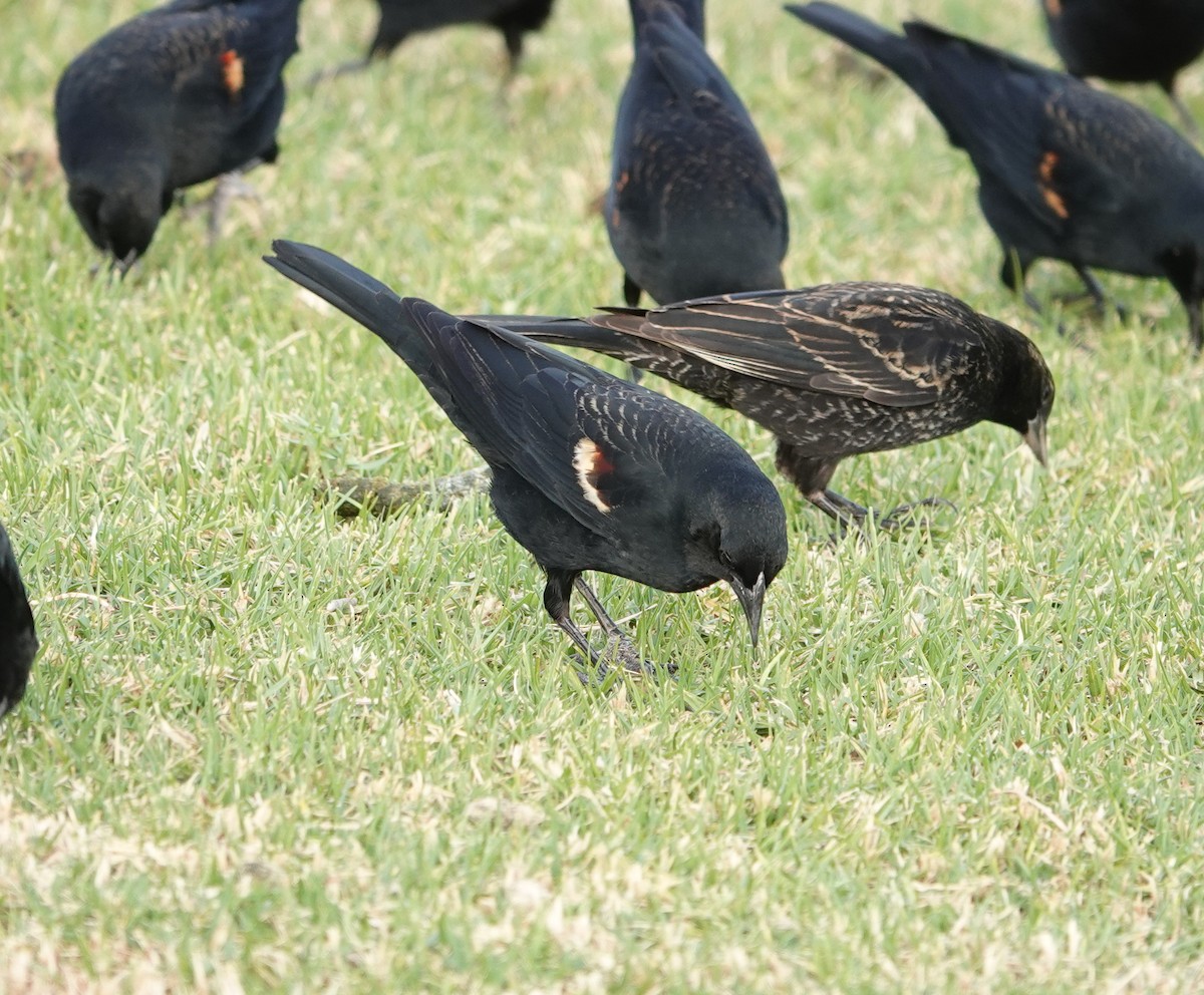 Tricolored Blackbird - ML627938049