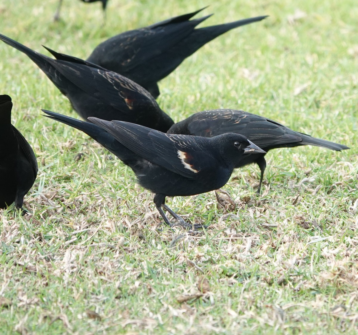 Tricolored Blackbird - ML627938052